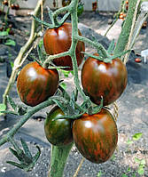 Насіння томату Лімпопо F1 10 шт