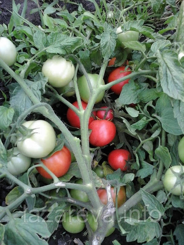 Насіння томату Ліга F1 10 насінин, фото 1