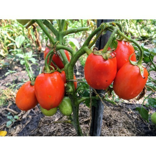 Насіння томату Баркас F1 10 шт, фото 1