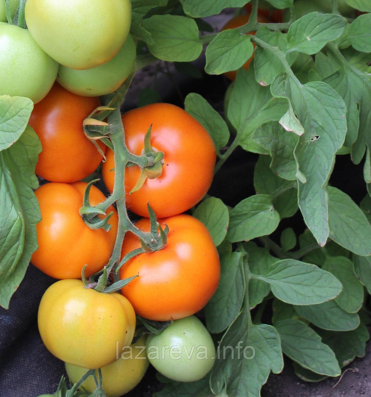 Насіння томату Насіння від Лазарєвих Золотий Кучер F1 10 насінин