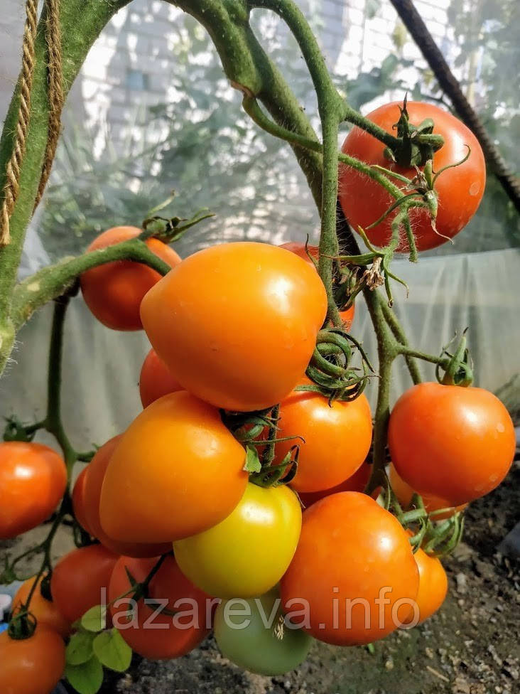 Насіння томату Насіння від Лазарєвих Зорепад F1 10 насінин