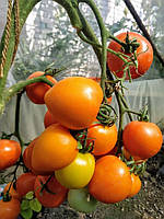 Насіння томату Зорепад F1 10 нас