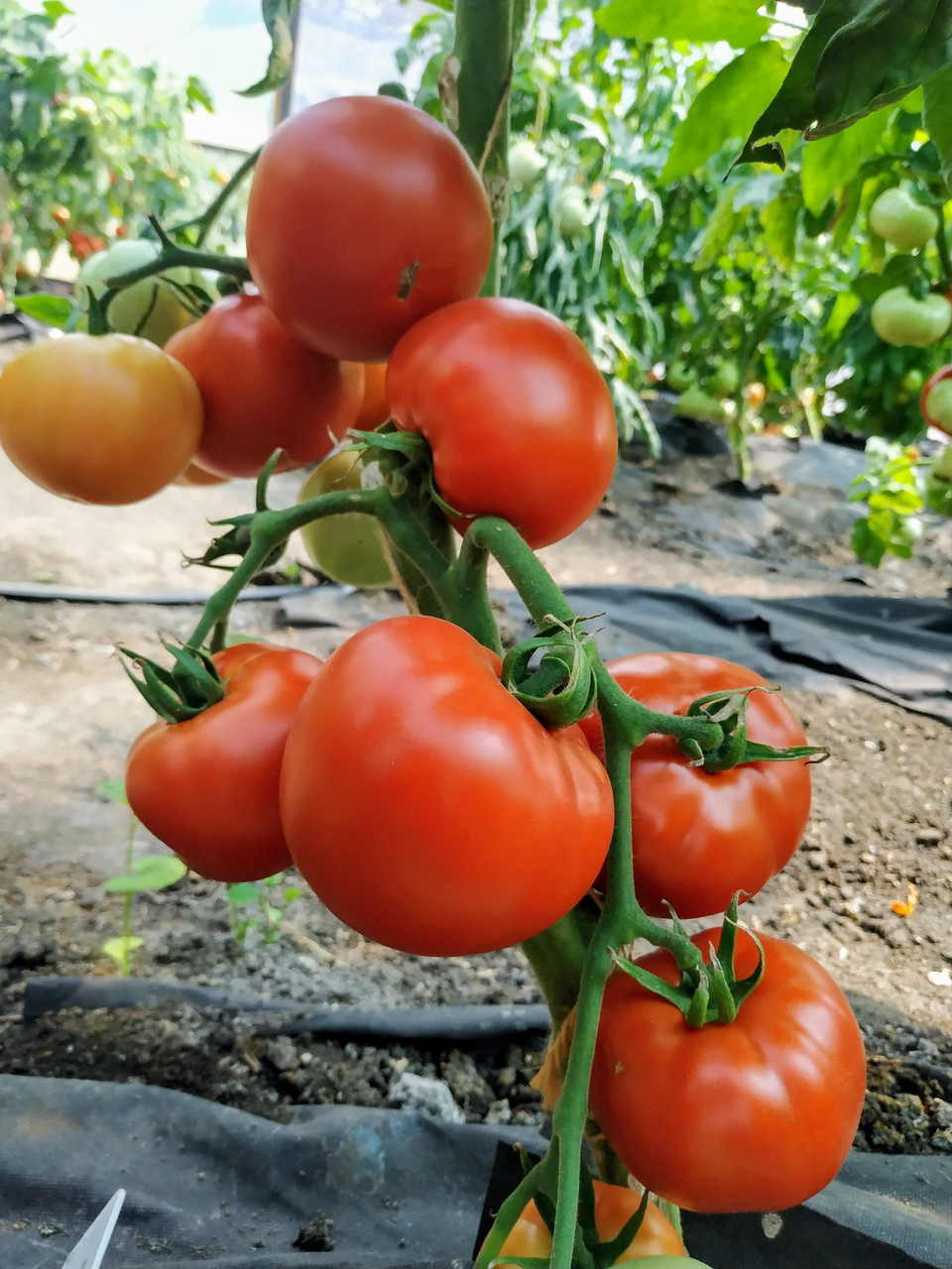Насіння томату Дукат F1 10 насінин, фото 1