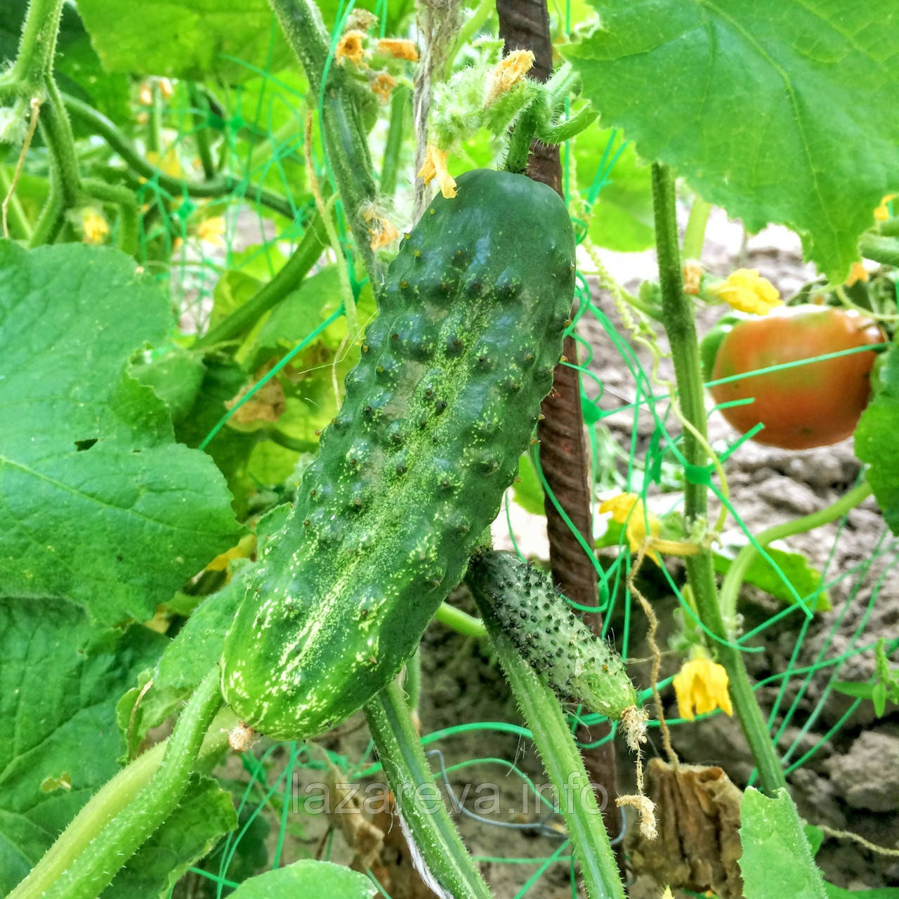 Насіння огірка Вересень F1 3 грами, фото 1