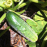 Насіння огірка Вересень F1 3 грами, фото 2