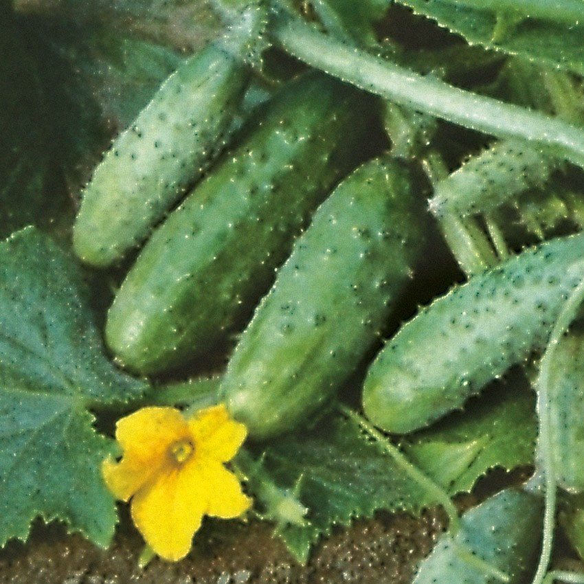 Насіння огірка Журавльонок F1 30 грам, фото 1