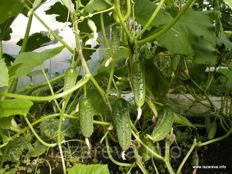 Насіння огірка Ластівка F1 3 гр, фото 1