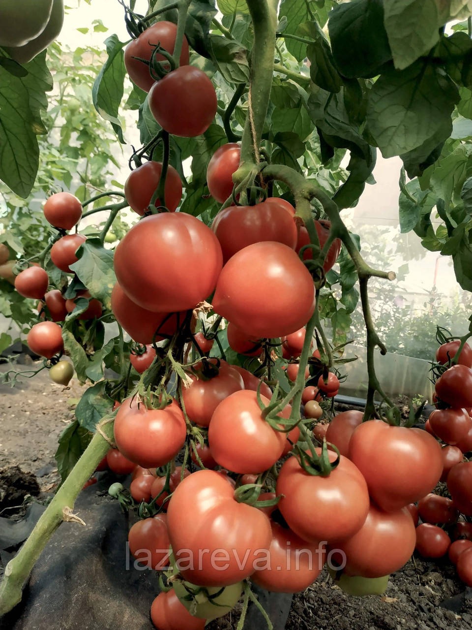 Насіння томату Насіння від Лазарєвих Марат F1 10 насінин