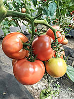 Насіння томату Поліс F1 10 насінин