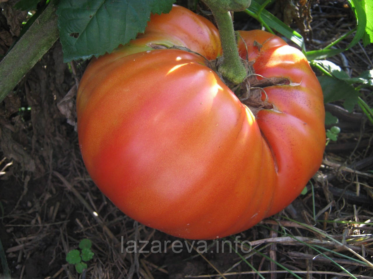 Насіння томату Насіння від Лазарєвих Австралієць 0,1 гр (15-30 насінин)