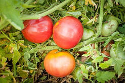 Насіння томату Адамово серце 30 нас