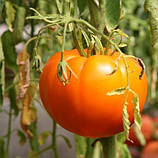 Насіння томату Алтайський помаранчевий 30 нас, фото 2