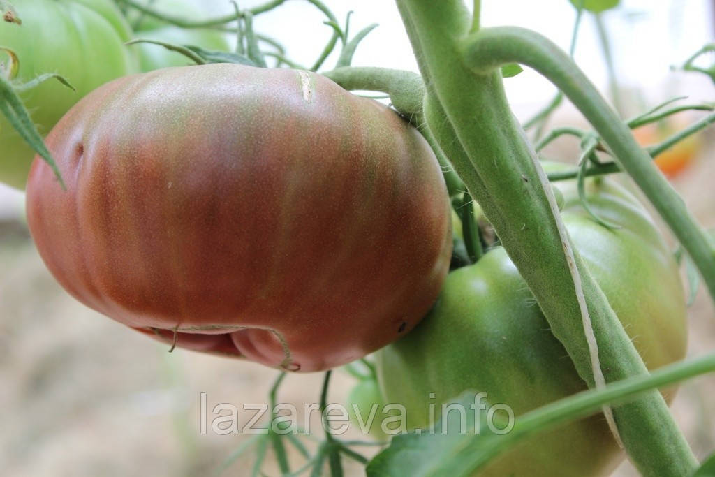 Насіння томату Насіння від Лазарєвих Бордовий 0,1 гр (15-30 насінин)