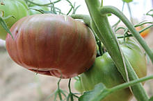Насіння томату Насіння від Лазарєвих Бордовий 0,1 гр (15-30 насінин)