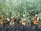 Насіння томату Насіння від Лазарєвих Волове серце червоне (Італія) 0,1 гр (15-30 насінин), фото 2