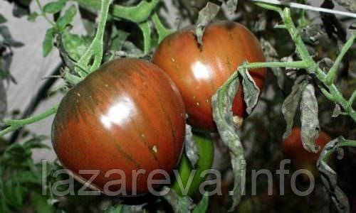 Насіння томату Насіння від Лазарєвих Волове серце чорне 0,1 гр (15-30 насінин)
