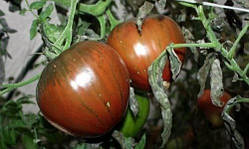 Насіння томату Насіння від Лазарєвих Волове серце чорне 0,1 гр (15-30 насінин)