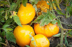 Насіння томату Насіння від Лазарєвих Ваша Величність 0,1 гр (15-30 насінин)