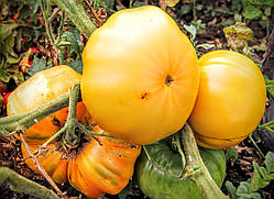 Насіння томату Гавайський ананас 30 нас