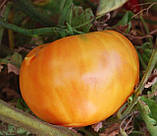 Насіння томату Гавайський ананас 30 нас, фото 3