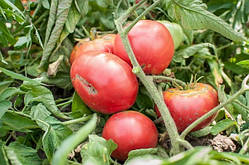 Насіння томату Гігант ранній 30 насінин