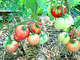 Насіння томату Гігант ранній 30 насінин, фото 2