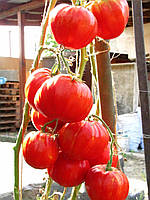 Насіння томату Насіння від Лазарєвих Гіганта Зента Семі 15 насінин