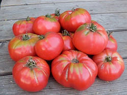 Насіння томату Насіння від Лазарєвих Юрмала 15 насінин