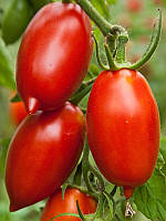 Насіння томату "від Лазарєвих" Аміш 15 насінин