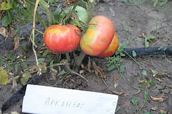 Насіння томату Насіння від Лазарєвих Арканзас 15 насінин
