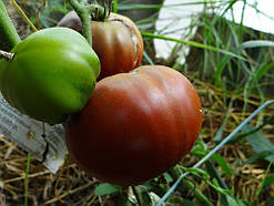 Насіння томату Насіння від Лазарєвих Бузкове озеро 15 насінин