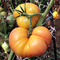 Насіння томату Насіння від Лазарєвих Велика веселка 15 насінин