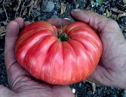 Насіння томату Насіння від Лазарєвих Джаз рожевий 15 насінин