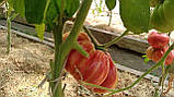 Насіння томату Насіння від Лазарєвих Джаз рожевий 15 насінин, фото 2