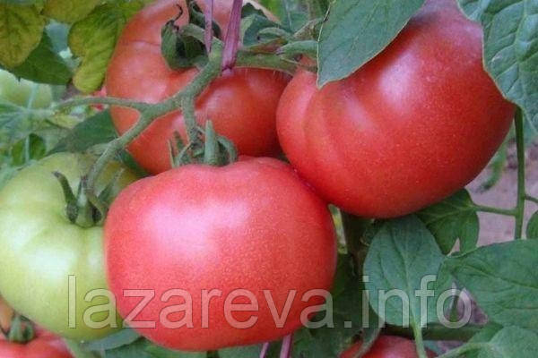 Насіння томату Бояриня 30 шт, фото 1