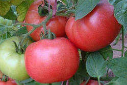 Насіння томату "від Лазарєвих" Бояриня 0,1 гр