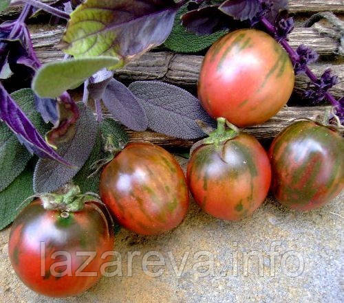 Насіння томату Насіння від Лазарєвих Вернісаж чорний 30-60 насінин