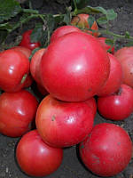 Насіння томату Насіння від Лазарєвих Глаша 30-60 насінин