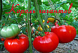 Насіння томату Насіння від Лазарєвих Король гігантів 30-60 насінин, фото 2