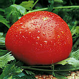 Насіння томату Насіння від Лазарєвих Король гігантів 30-60 насінин, фото 3