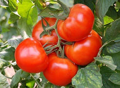Насіння томату Насіння від Лазарєвих Король ранніх 30-60 насінин
