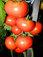 Насіння томату Насіння від Лазарєвих Ведмежа лапа червона 30-60  насінин