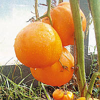Насіння томату Насіння від Лазарєвих Медовий спас 30-60 насінин