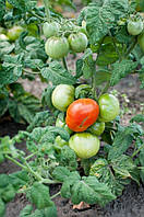 Насіння томату Насіння від Лазарєвих Мікадо 30-60 насінин