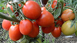 Насіння томату Насіння від Лазарєвих Ріо Гранде 30-60 насінин