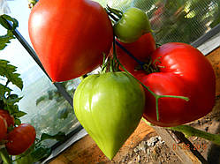 Насіння томату Насіння від Лазарєвих Фатер Рейн 30-60 насінин