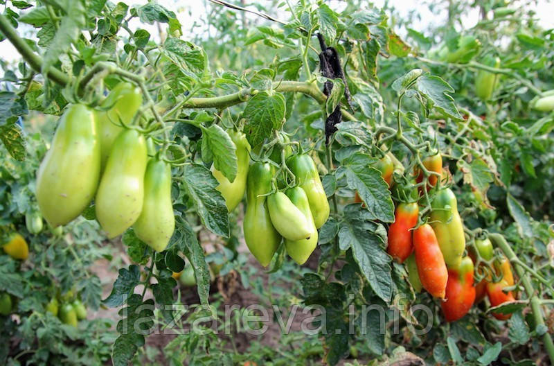 Насіння томату Французький гроновий 30 насінин, фото 1