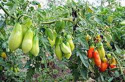 Насіння томату Насіння від Лазарєвих Французький гроновий 30-60 насінин