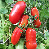 Насіння томату Французький гроновий 30 насінин, фото 2