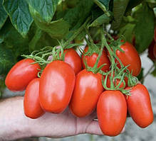 Насіння томату Насіння від Лазарєвих Баскак 0,1 гр (15-30 насінин)